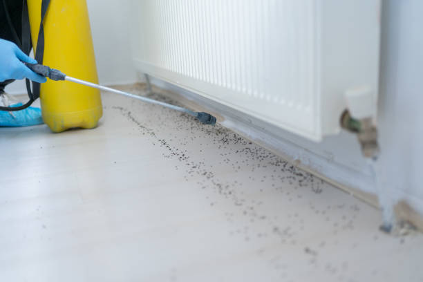 Wasp Removal Services in Greenville, DE